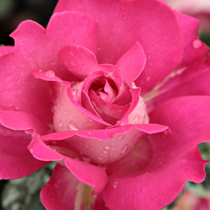 Поръчка на рози - Чайно хибридни рози  - розов - Pоза Барон Е. Де Ротчилд - без аромат - Мейланд Интернешънъл - Роза за подрязване.